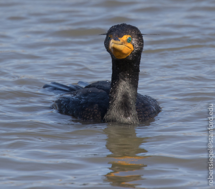 cormorant